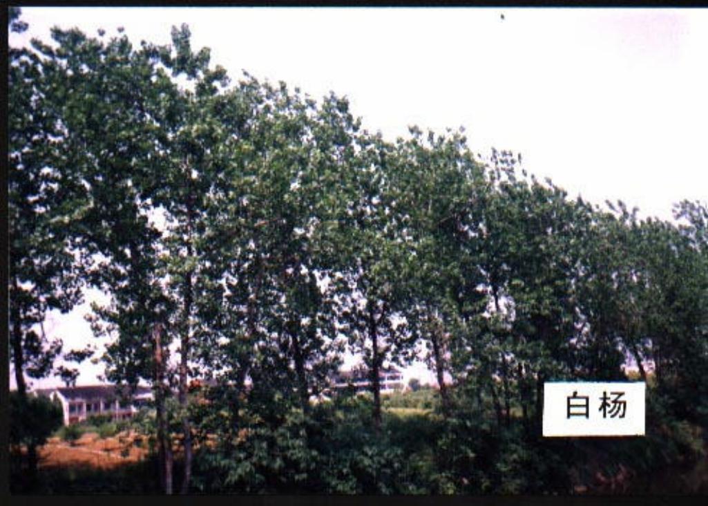 园林景观设计各科目植物全集